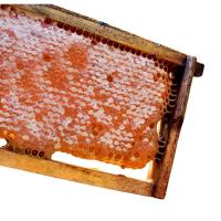 Favo de Mel In Natura - Direto no Quadro de Madeira 